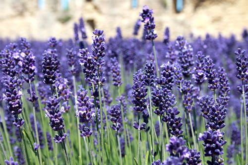 Lavendel SENTIVIA BLUE
