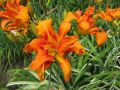 Liliowiec Ogrodowy KVANSO VARIEGATA