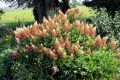 Hortensja Bukietowa WIM'S RED