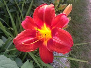 Garten-Taglilie TORRID