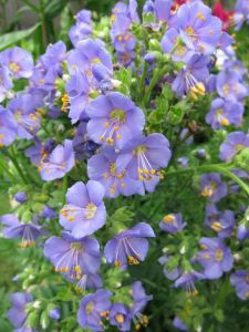 Polemonium caeruleum  BAMBINO BLUE