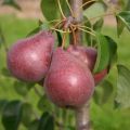 Grusza RED FAWORYTKA - KLAPSA