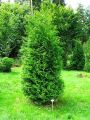 Thuja BRABANT