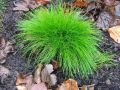 Kostrzewa Sina GOLDEN TOUPEE