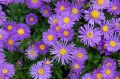 Aster Alpejski VIOLET