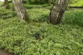 Runianka Japońska GREEN CARPET