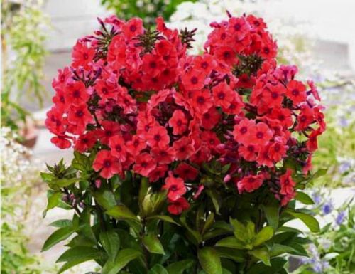 Phlox paniculata  TEQUILA SUNRISE
