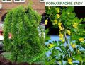 Karagana syberyjska PENDULA