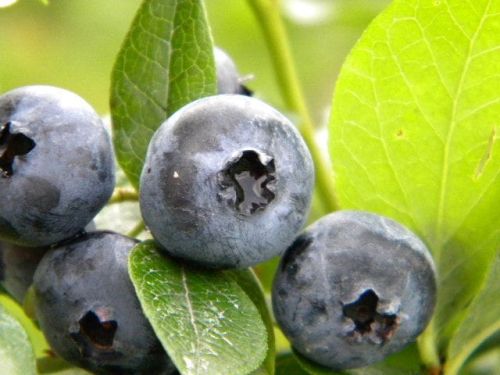 Blaubeere Bluecrop