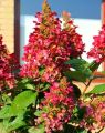 Hortensja Bukietowa WIM'S RED
