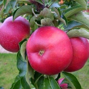 Säulen-Apfel BALERINA im Topf
