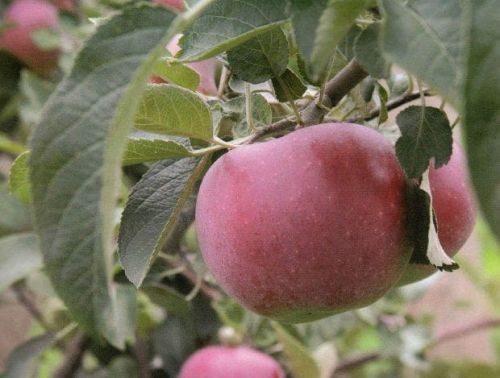 Apfelbaum Delikates
