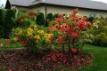 AZALIA wielkokwiatowa ROSY LIGHTS