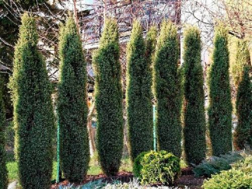 Juniperus communis Arnold