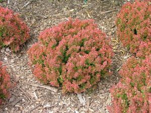 Berberis thunbergii 'Inspiration'