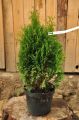 Thuja karłowa MIKY