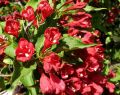 Krzewuszka RED PRINCE