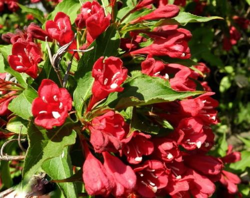 Weigela RED PRINCE