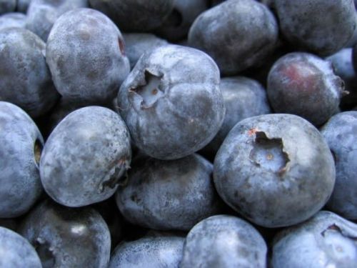 Blaubeere Patriot