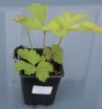 Zawilec Japoński PINK SAUCER