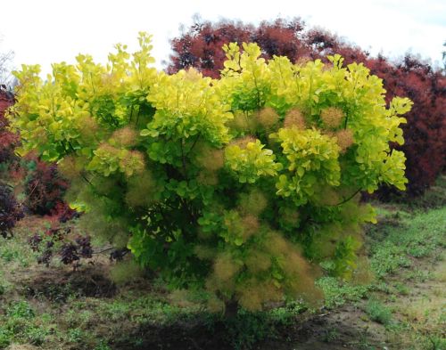 Rauchbaum GOLDEN SPIRIT