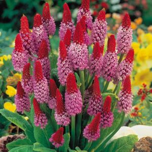 Primula VIALA RED HOT POKER