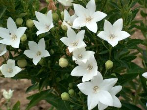Campanula latifolia TWINKLE BLUE