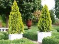 Thuja JANED GOLD