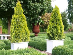 Thuja JANED GOLD Goldener Smaragd