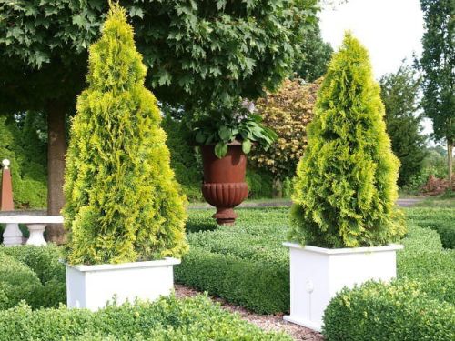 Thuja JANED GOLD Goldener Smaragd