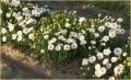 Aster Alpejski WHITE