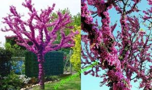 Kanadischer Judasbaum