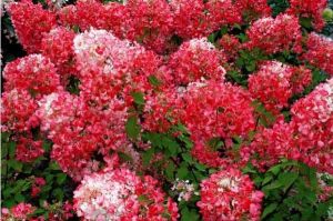 Rispenhortensie DIAMANT ROUGE
