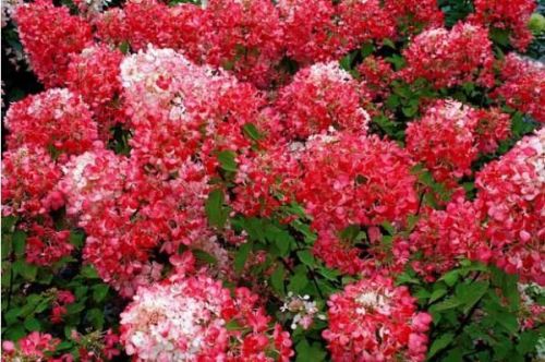 Rispenhortensie DIAMANT ROUGE