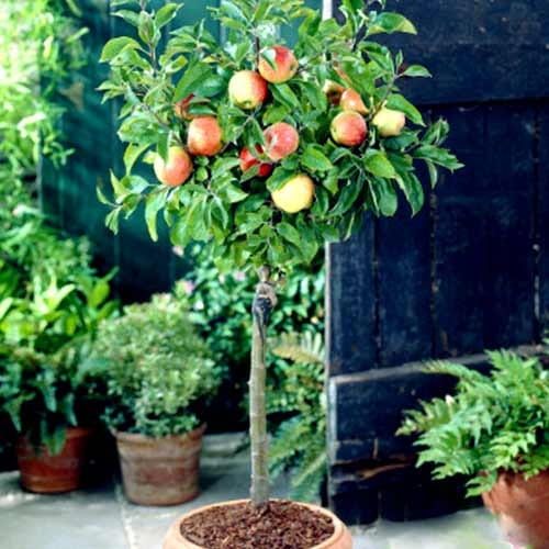 Apfelbaum MINIATUROWA rot
