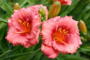 Garten-Hemerocallis COSMOPOLITAN