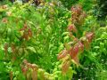 Tawuła Japońska MACROPHYLLA