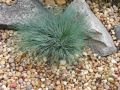 Szczotlicha SIWA SPIKY BLUE