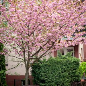 Gezackte Kirsche Kanzan veredelt