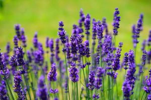 Lavendel MUNSTEAD