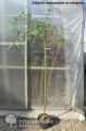 Karagana syberyjska PENDULA