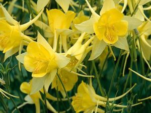 Orliks Blau SPRING MAGIC YELLOW