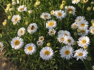 Alpen-Aster WHITE