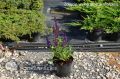 Szałwia omszona NIGHT FIELD