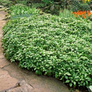 Japanischer Teppich-Efeu GREEN CARPET