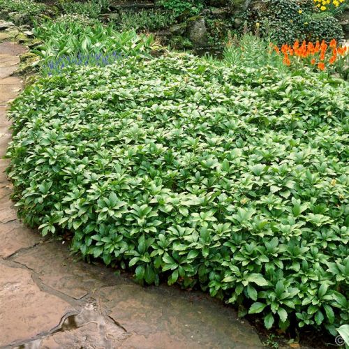 Japanischer Teppich-Efeu GREEN CARPET