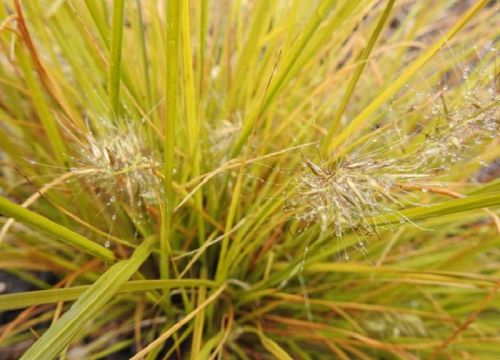 Japanisches Gras 'Jommenik'