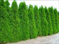Thuja SZMARAGD