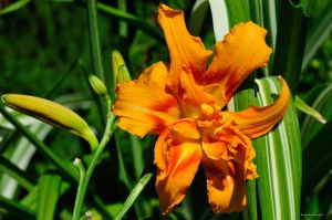 Garten-Hemerocallis KWANSO VARIEGATA