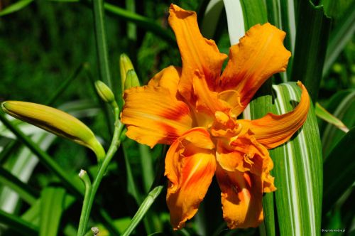 Garten-Hemerocallis KWANSO VARIEGATA